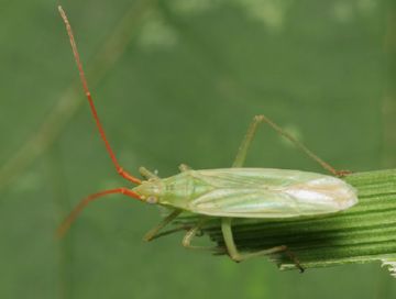 Вороги зернових: смугаста хлібна блішки та інші шкідливі комахи