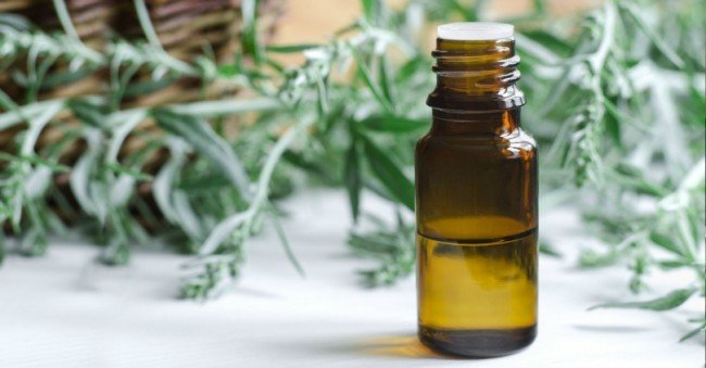 Личинки воскової молі в сучасній медицині: Застосування