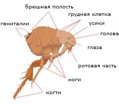 Як виглядають блохи