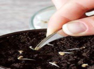 Чому падає розсада петуній: причини, їх усунення та поради експертів щодо захисту сходів від хвороб