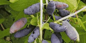 Які сорти жимолості підходять для Ленінградської області: докладний опис видів