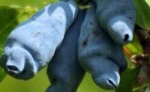 Які сорти жимолості підходять для Ленінградської області: докладний опис видів