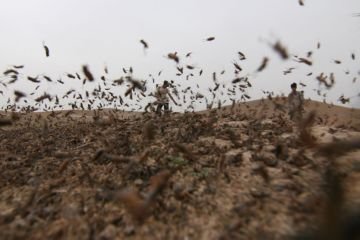 Марокканська сарана – маленька господиня великого будинку