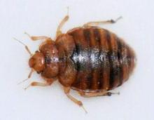 Домашні клопи: що це за комахи і як від них позбутися?