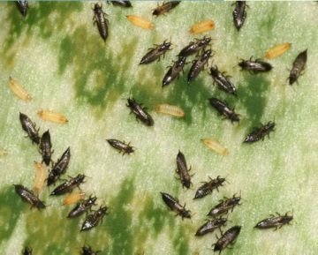 Як обробити кавуни від шкідників і хвороб хімічними препаратами