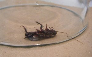 Санобробка: як працює служба знищення тарганів