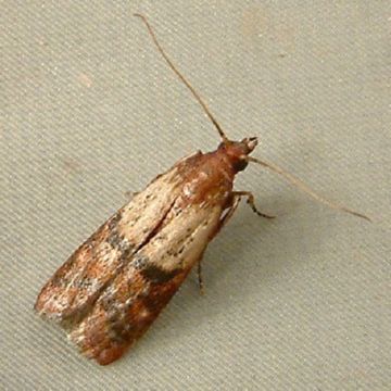 Види молі: платтяна, меблева, зернова, грибна, воскова