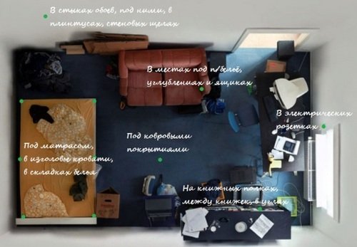 Обробка від клопів: самостійна і професійна