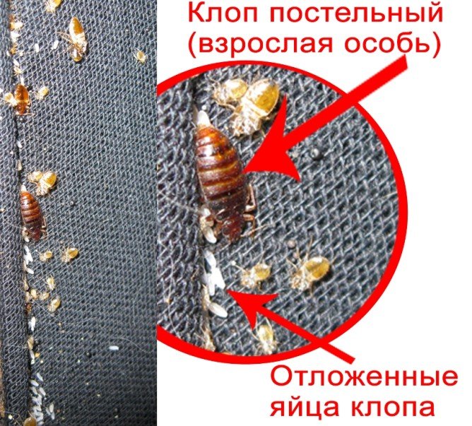 Як виглядають домашні клопи на фото, звідки беруться і як розмножуються