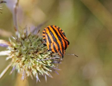 Клоп щитник: опис комахи і способи боротьби з шкідником