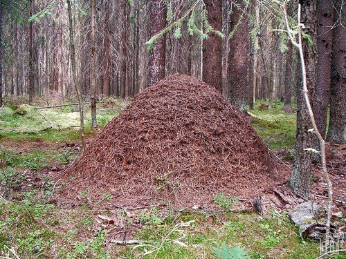 Скільки живуть мурахи різних видів?