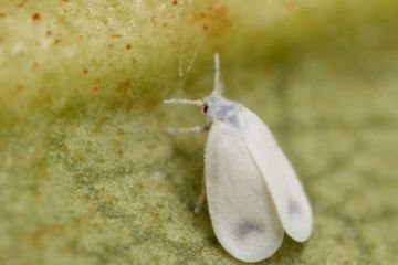 Небезпечні шкідники огірків в теплиці і у відкритому грунті і ефективні методи боротьби з ними