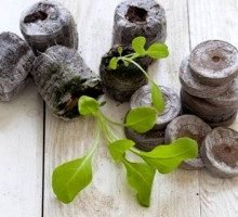 Підгодівля петунії в домашніх умовах: вибираємо добрива для насіння і розсади грамотно