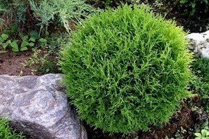 Малі елементи великого дизайну — карликові туї: особливості висадки на ділянці і опис популярних сортів