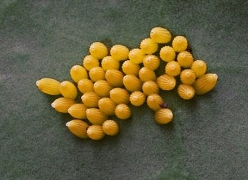 Капустяна білянка і все, що потрібно про неї знати: опис, стадії розвитку, запобіжні заходи і способи боротьби