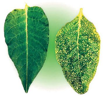 Хвороби та шкідники кімнатних рослин: особливості та методи боротьби