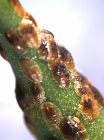 Щитівка – шкідник кімнатних квітів, садів, полів і городів