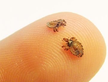 Крем «Нікс»   тільки безпечний і зручний або ще й ефективний?