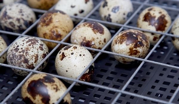 Інкубатор «Несучка»: опис і пристрій, технічні характеристики Інкубатор «Несучка»: опис і пристрій, технічні характеристики