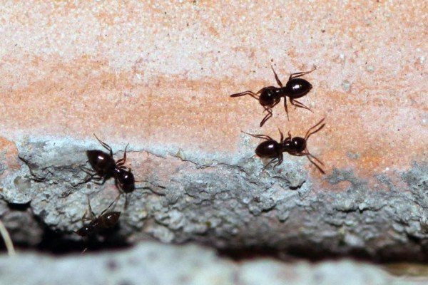 Як вивести мурах з квартири: кілька порад