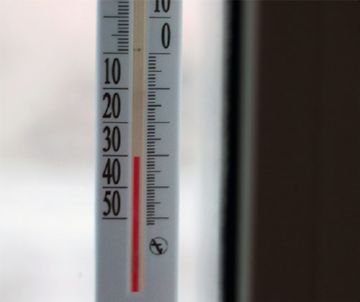 Як виглядає людська блоха і як від неї позбутися