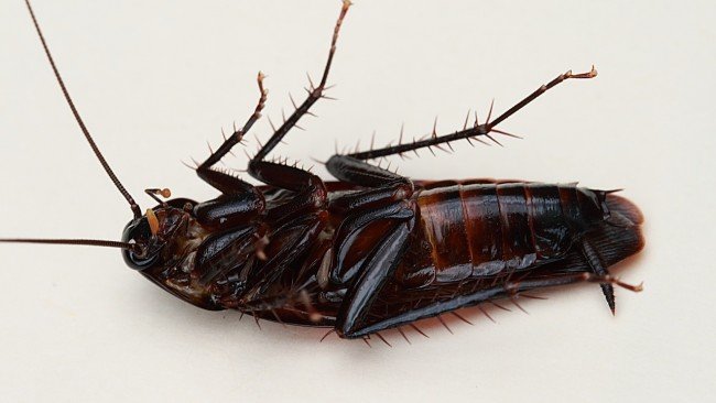 Пастки для тарганів — найефективніші пристосування