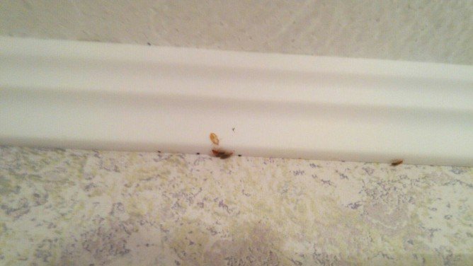 Звідки і чому зявляються домашні постільні клопи в квартирі