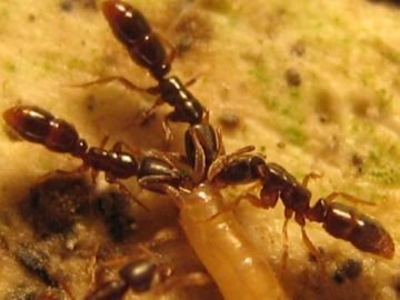 Понера: опис комахи, користь і шкода