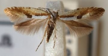 Несправжній трутовик та інші комахи: хто шкодить вишневим деревах