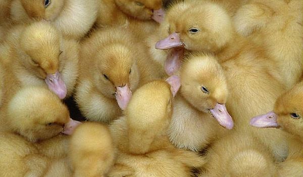 Інкубатор «Несучка»: опис і пристрій, технічні характеристики Інкубатор «Несучка»: опис і пристрій, технічні характеристики