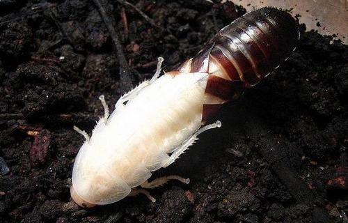 Білий тарган: міфи, факти і домисли