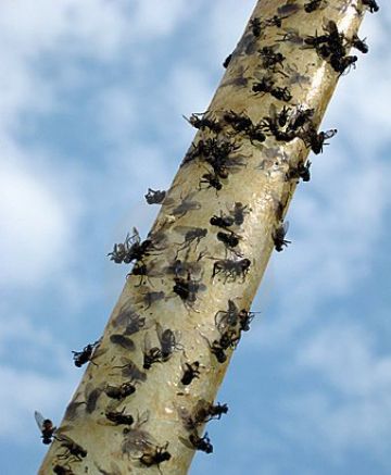 Шкідлива жигалка осіння. Особливості боротьби з комахою