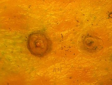 Як боротися з шкідниками цитрусових в домашніх умовах: червоної щитівкою і цитрусової нематодою