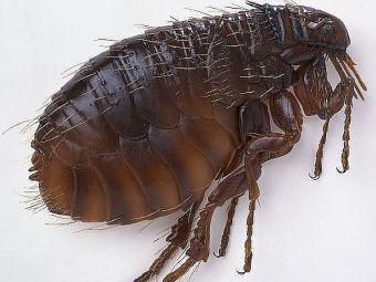 Блоха – види, будова і етапи розвитку