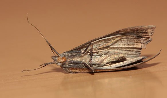 До чого сниться моль – відповідь дають авторитетні видання