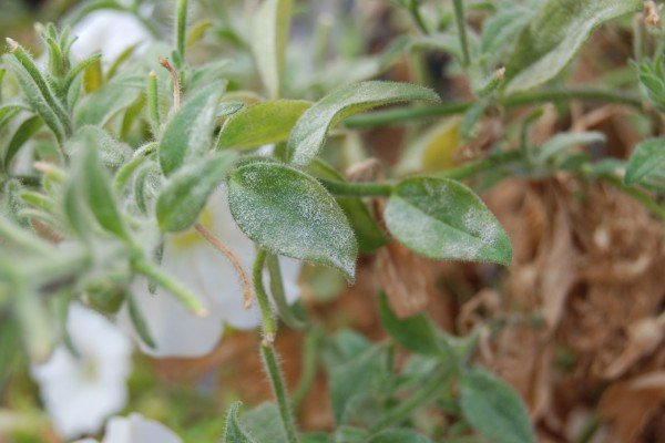 Вирощування петунії на балконі: тонкощі посадки та рекомендації по догляду