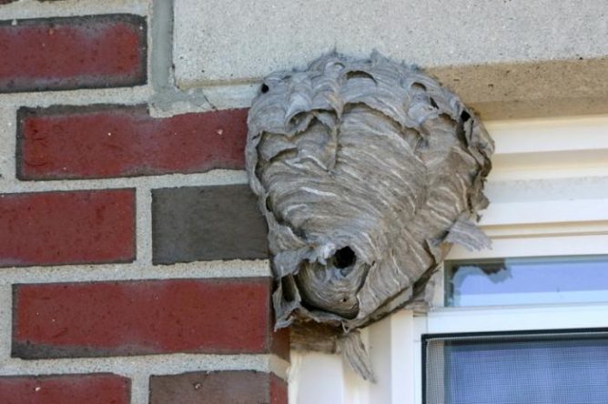 Як знищити осине гніздо і не бути покусаным