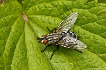 Любитель трупів — сіра мясна муха