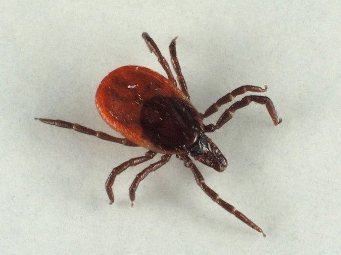 Іксодові кліщі: чим небезпечні і ареал проживання