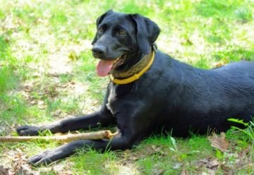 Що таке нашийник від бліх для собак і допомагає він позбутися від паразитів Що таке нашийник від бліх для собак і допомагає він позбутися від паразитів