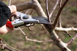 Щеплення сливи: розбираємося з термінами і вибираємо спосіб щеплення