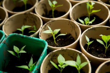 Основні прийоми агротехнічного методу захисту рослин від шкідників