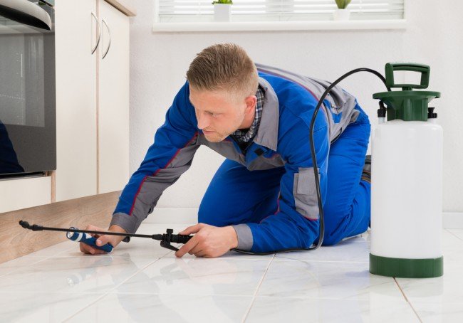 Боротьба з тарганами: з чого почати і як здобути перемогу в цій битві