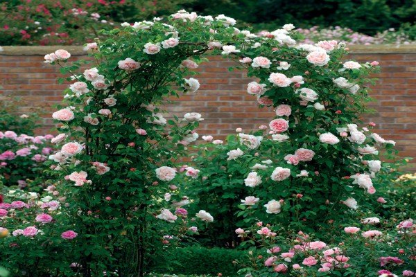 Особливості вирощування плетистих троянд: нюанси посадки та догляду за квітами в саду