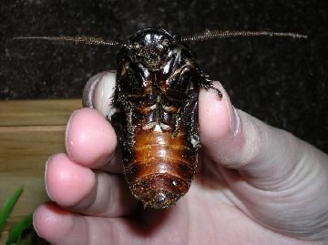 Як позбутися від тарганів в домашніх умовах