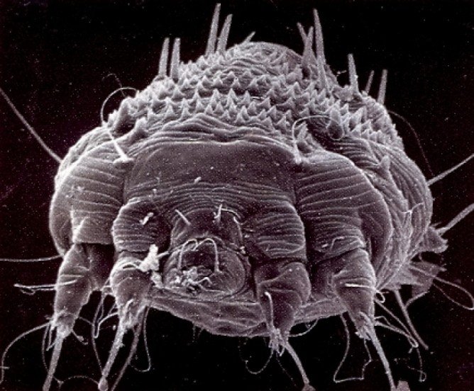 Коростяний кліщ у кішок   що це таке і як лікувати