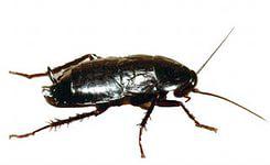 Тарган прусак: опис та фото