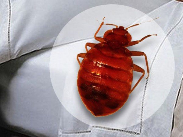 Як проводиться обробка квартири від клопів: методи, особливості, вартість робіт