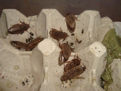 Мармурові таргани – правильний догляд та годівля