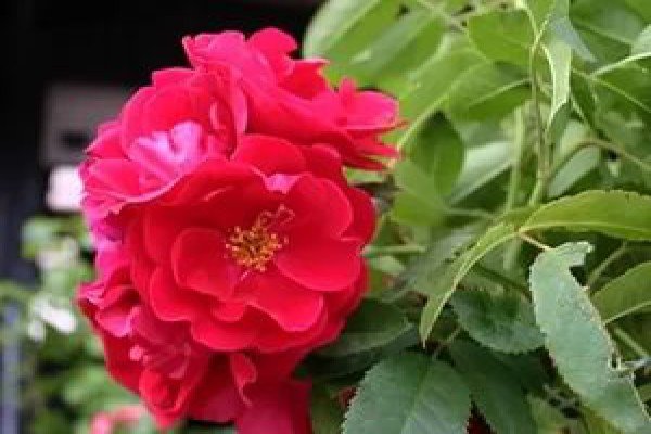 Кращі сорти червоних плетистих троянд: фото каталог і характеристики популярних садових рослин